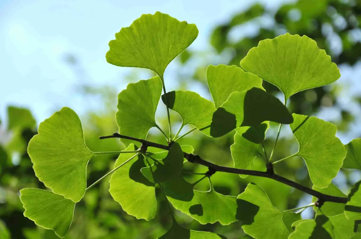 Ginkgo BilobaDettaglio di