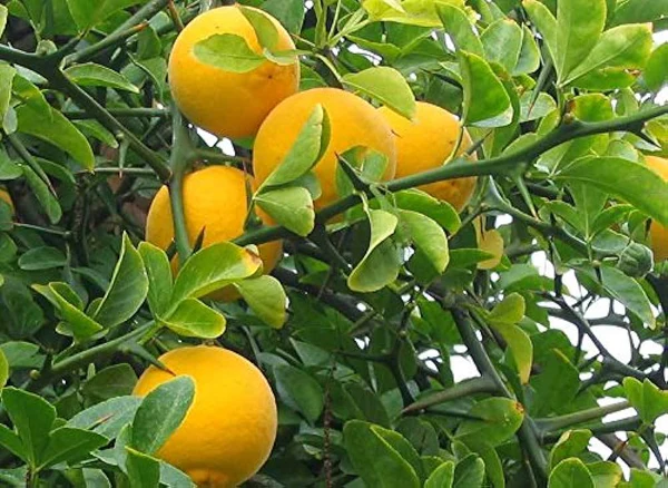 Arancio trifogliatoDettaglio di